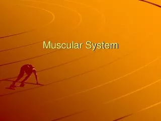 Muscular System