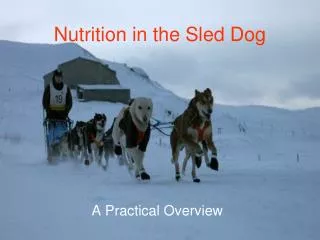 Nutrition in the Sled Dog