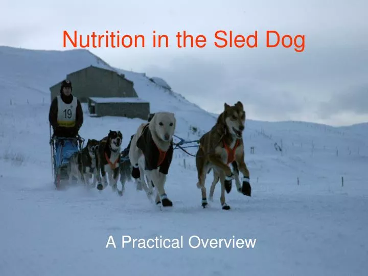 nutrition in the sled dog