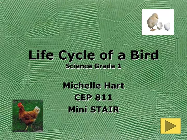 life cycle of a bird science grade 1
