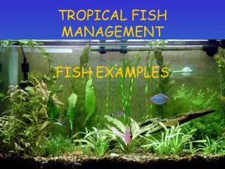 TROPICAL FISH MANAGEMENT