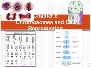 Chapter 6 Chromosomes and Cell Reproduction