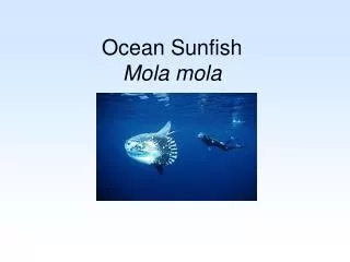 Ocean Sunfish Mola mola