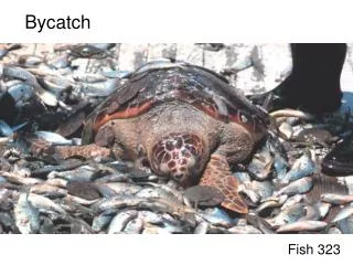 Bycatch
