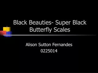 Black Beauties- Super Black Butterfly Scales