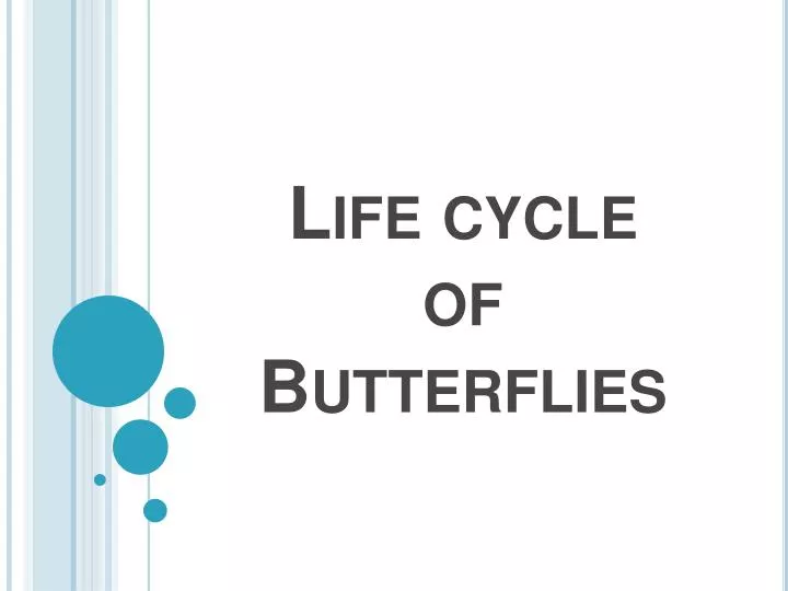 life cycle of butterflies