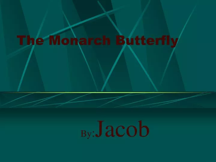 the monarch butterfly