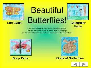 Beautiful Butterflies!