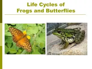 Life Cycles of Frogs and Butterflies