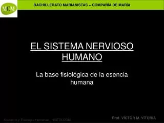 EL SISTEMA NERVIOSO HUMANO