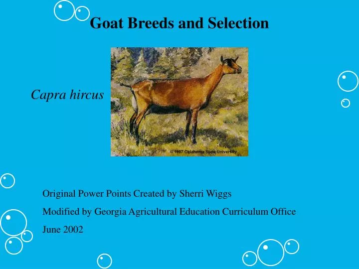 goat breeds and selection