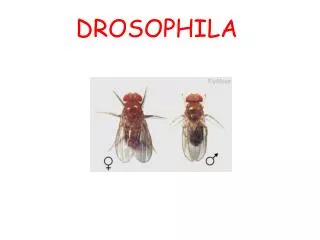 DROSOPHILA