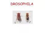 DROSOPHILA - slide 1