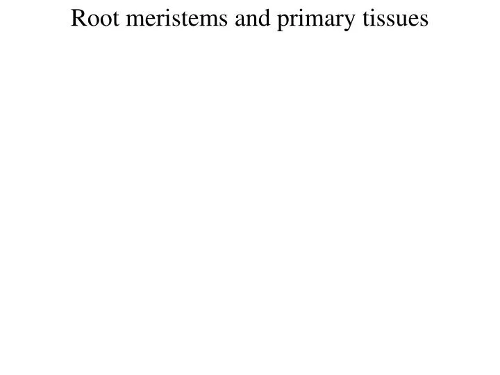 root meristems and primary tissues