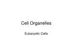 Cell Organelles - slide 1