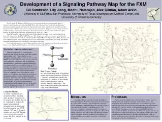 Development of a Signaling Pathway Map for the FXM