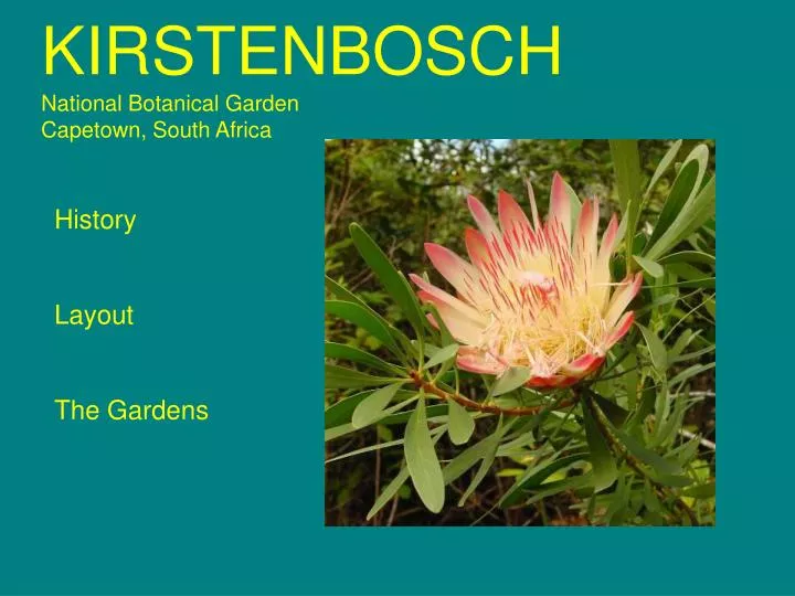 kirstenbosch national botanical garden capetown south africa