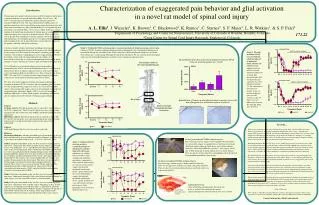 Characterization of exaggerated pain behavior and glial activation in a novel rat model of spinal cord injury