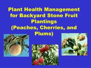 Plant Health Management for Backyard Stone Fruit Plantings (Peaches, Cherries, and Plums)