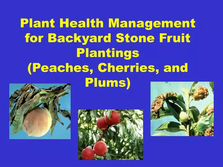 plant health management for backyard stone fruit plantings peaches cherries and plums