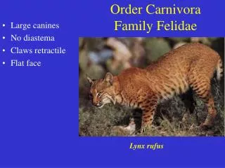 Order Carnivora Family Felidae
