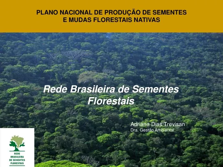 rede brasileira de sementes florestais