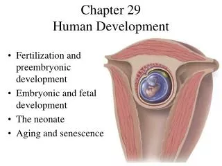 Chapter 29 Human Development