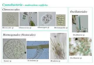 Cyanobacteria - modrozelene cepljivke