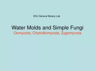 Water Molds and Simple Fungi Oomycota, Chytridiomycota, Zygomycota