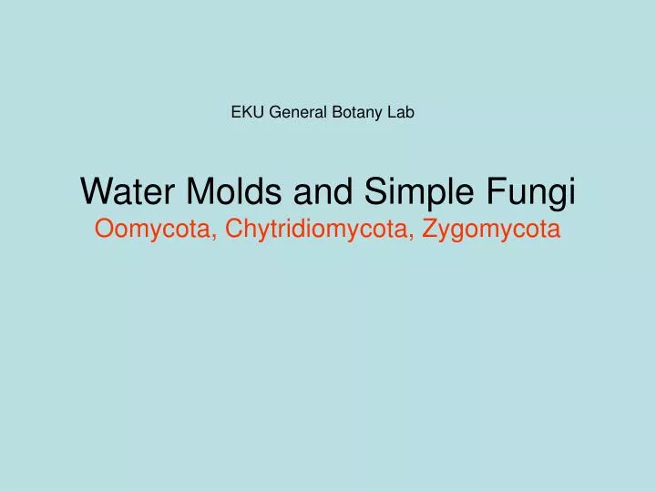 water molds and simple fungi oomycota chytridiomycota zygomycota