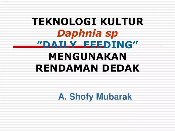 teknologi kultur daphnia sp daily feeding mengunakan rendaman dedak