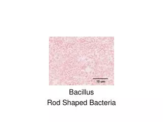 Bacillus Rod Shaped Bacteria