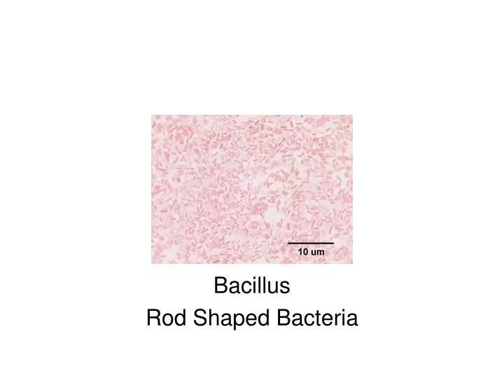 bacillus rod shaped bacteria