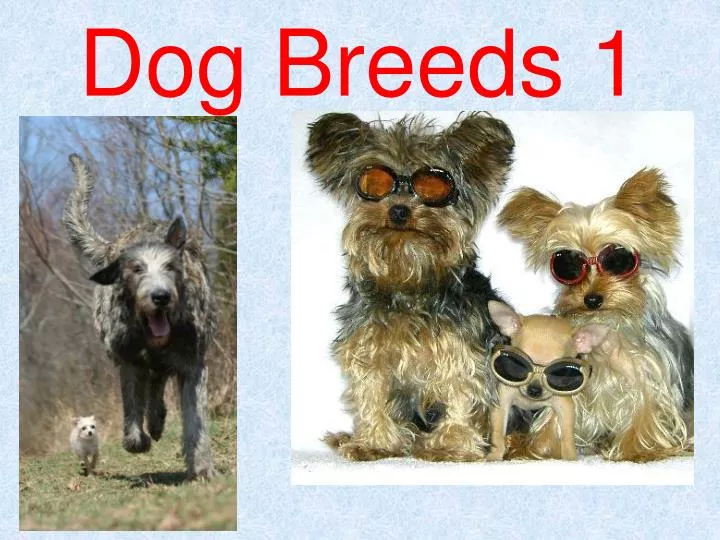 dog breeds 1
