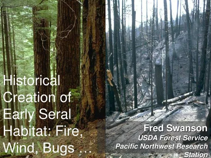 historical creation of early seral habitat fire wind bugs