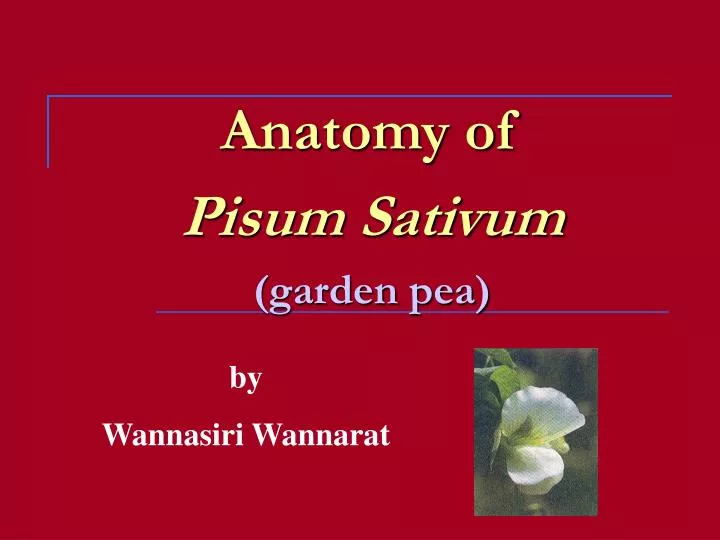 anatomy of pisum sativum garden pea