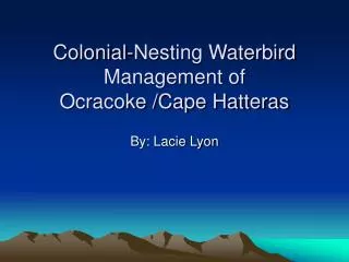 Colonial-Nesting Waterbird Management of Ocracoke /Cape Hatteras