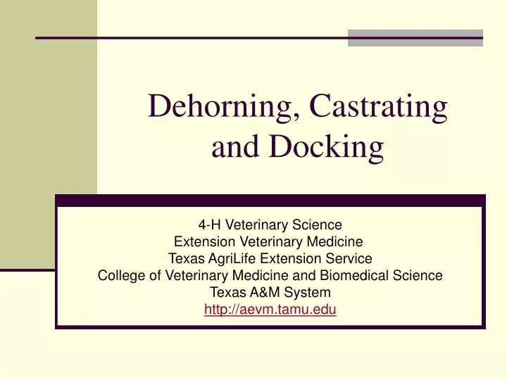 dehorning castrating and docking