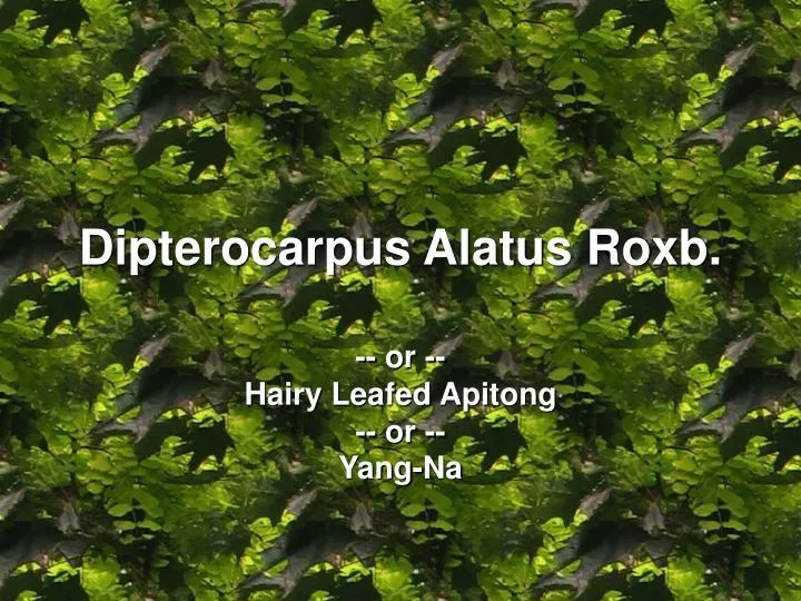 dipterocarpus alatus roxb