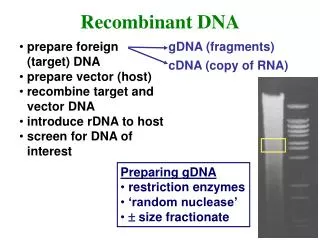 prepare foreign (target) DNA prepare vector (host) recombine target and vector DNA introduce rDNA to host screen for DNA
