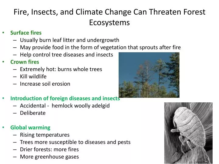 fire insects and climate change can threaten forest ecosystems