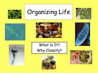 Organizing Life