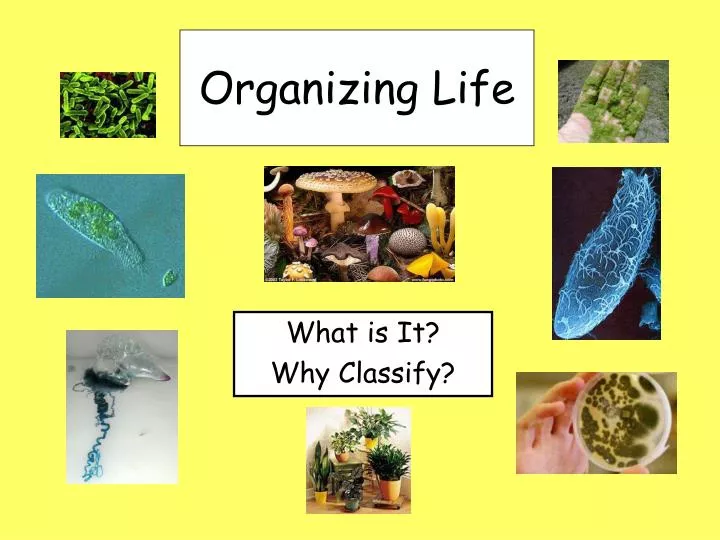 organizing life