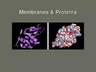 Membranes &amp; Proteins
