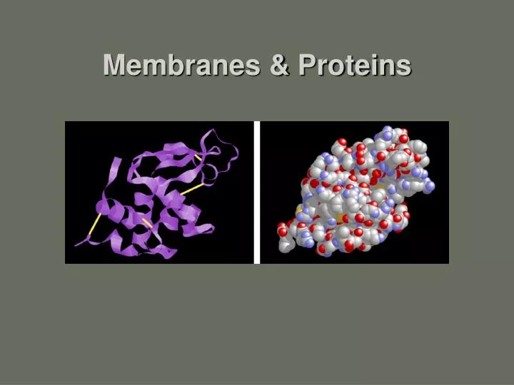 membranes proteins