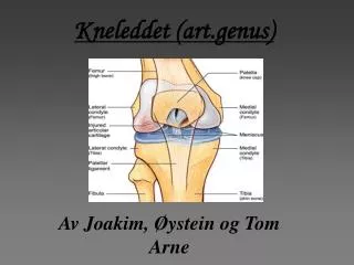 kneleddet art genus