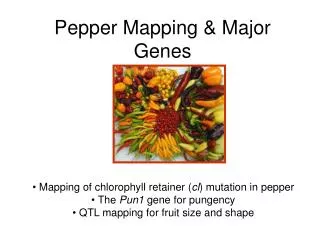 Pepper Mapping &amp; Major Genes