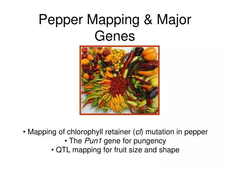 pepper mapping major genes