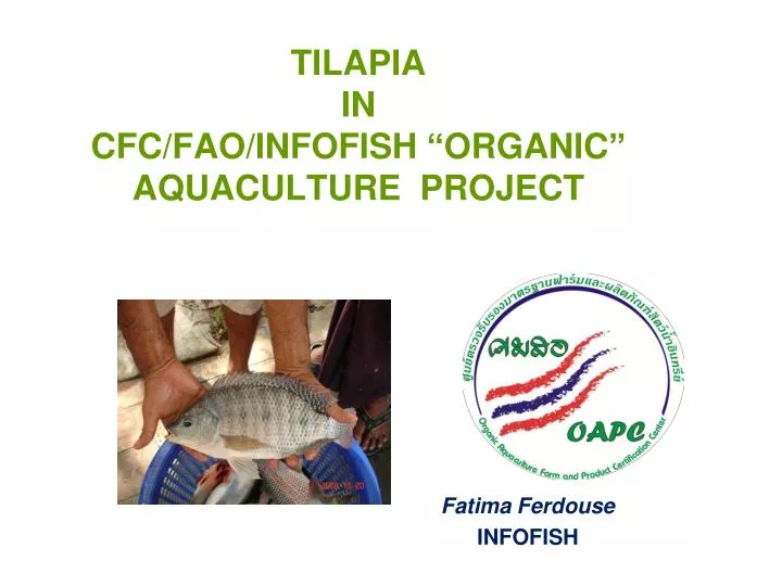 tilapia in cfc fao infofish organic aquaculture project