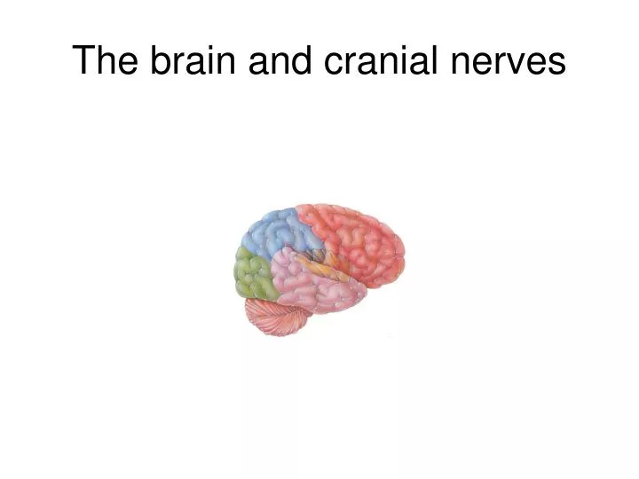 the brain and cranial nerves